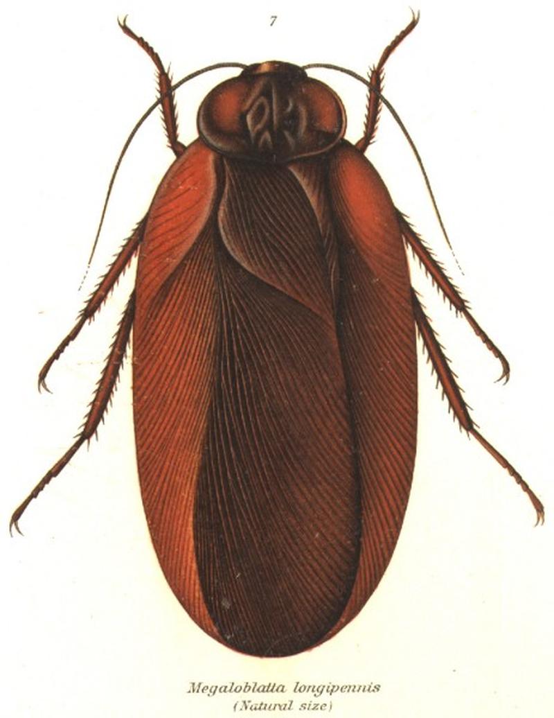 Megaloblatta longipennis (Shel1908-07)