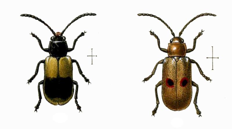 Nuevas especies de Galerucinæ Viasta dorsal