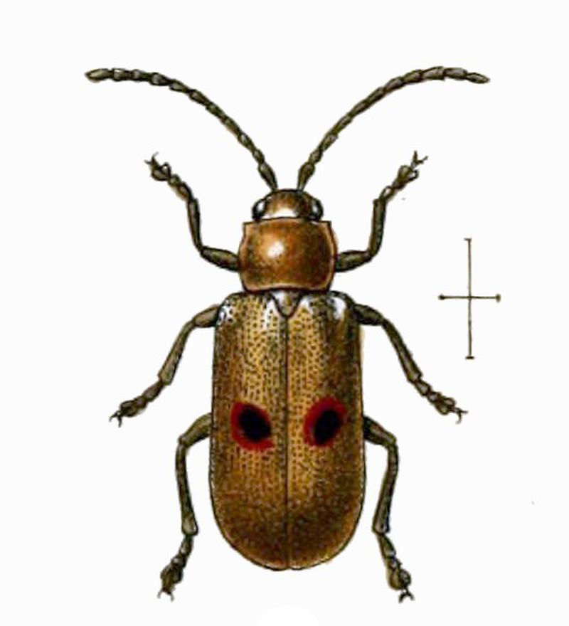 Megalognatha bipunctata