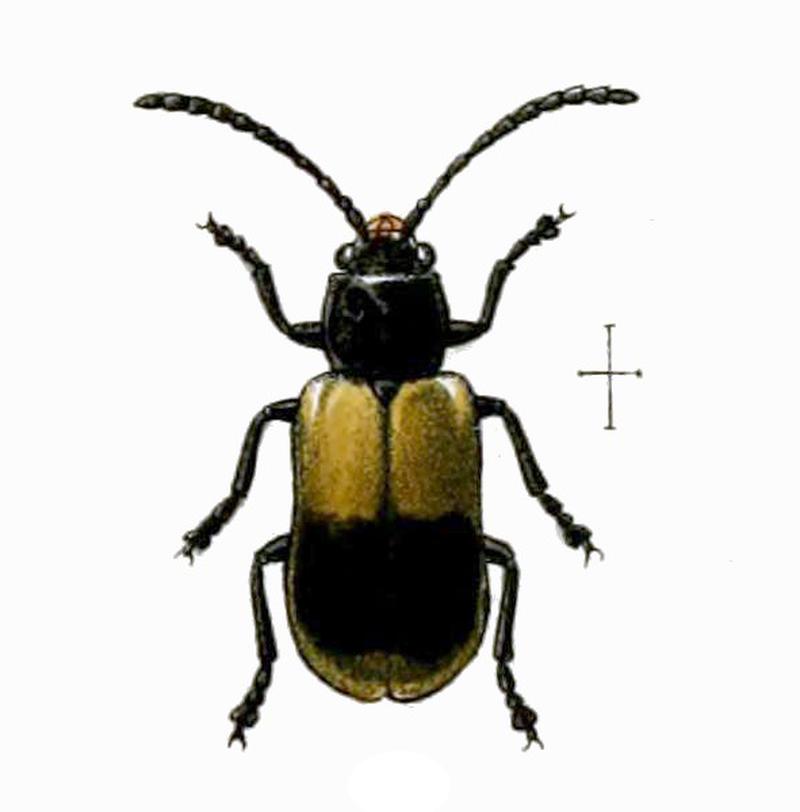 Megalognatha unifasciata