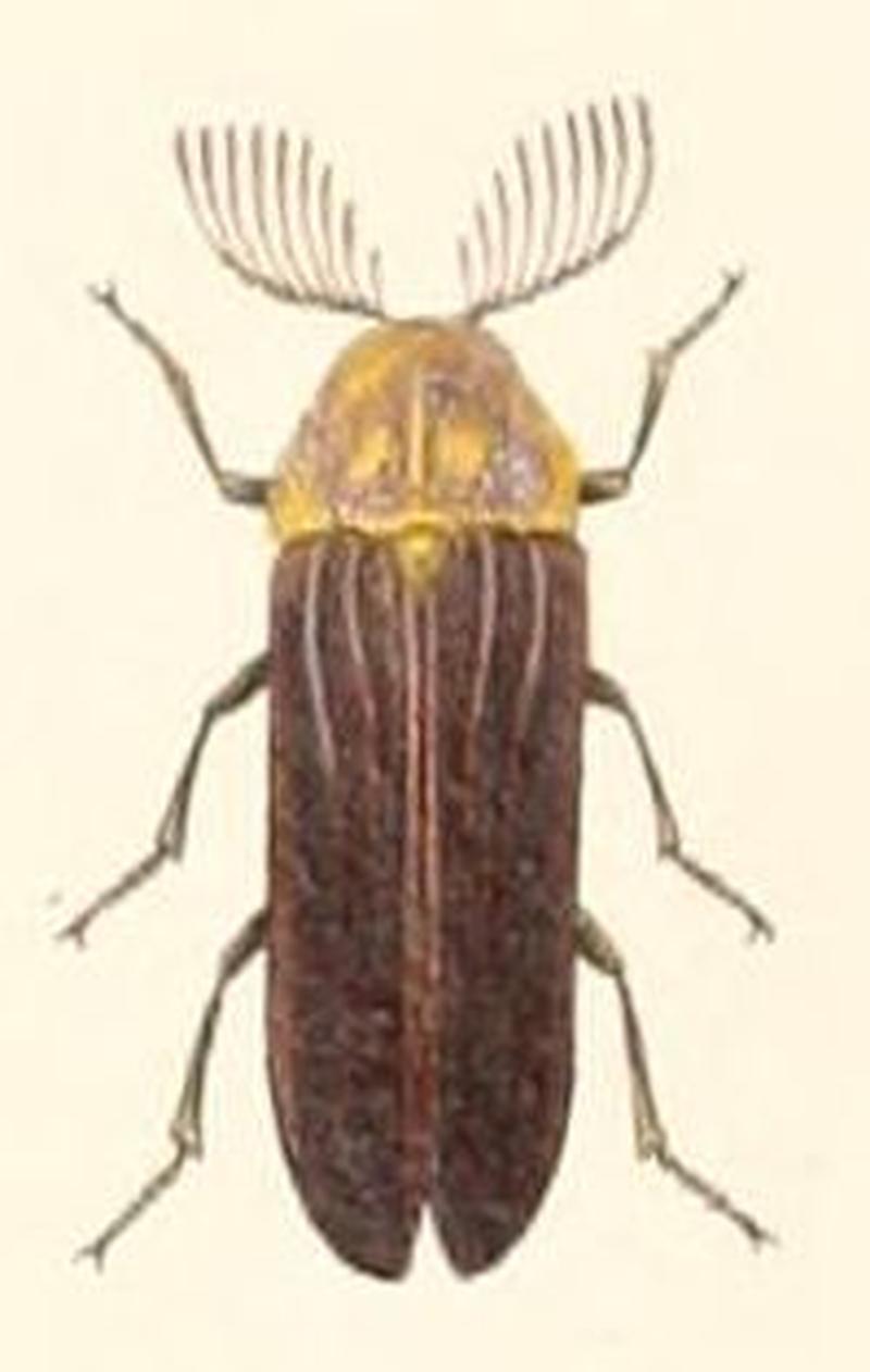 Megalophthalmus gentilis