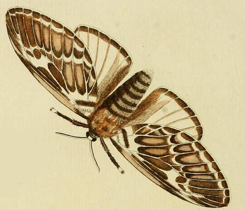Megalopyge orsilochus