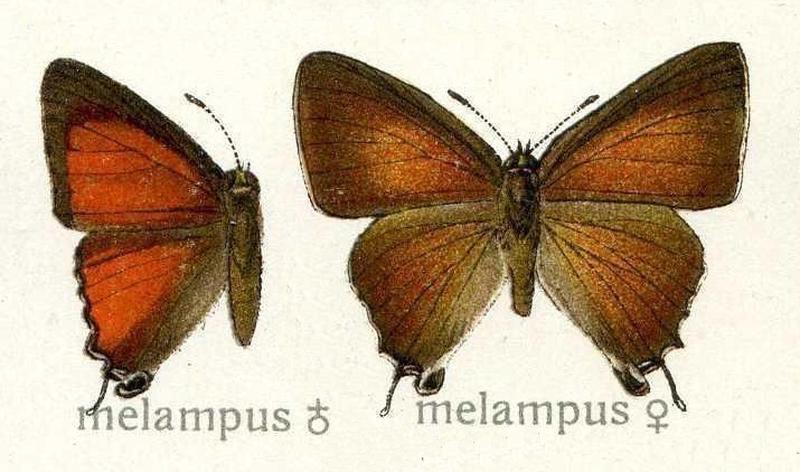 Baspa melampus Lycaenidae