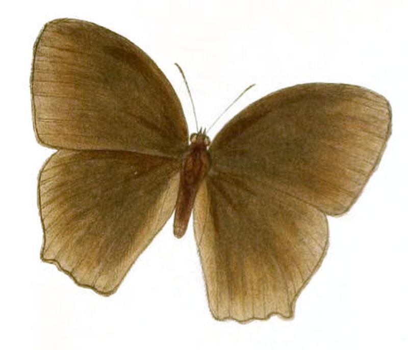 MelanitisBela126 1