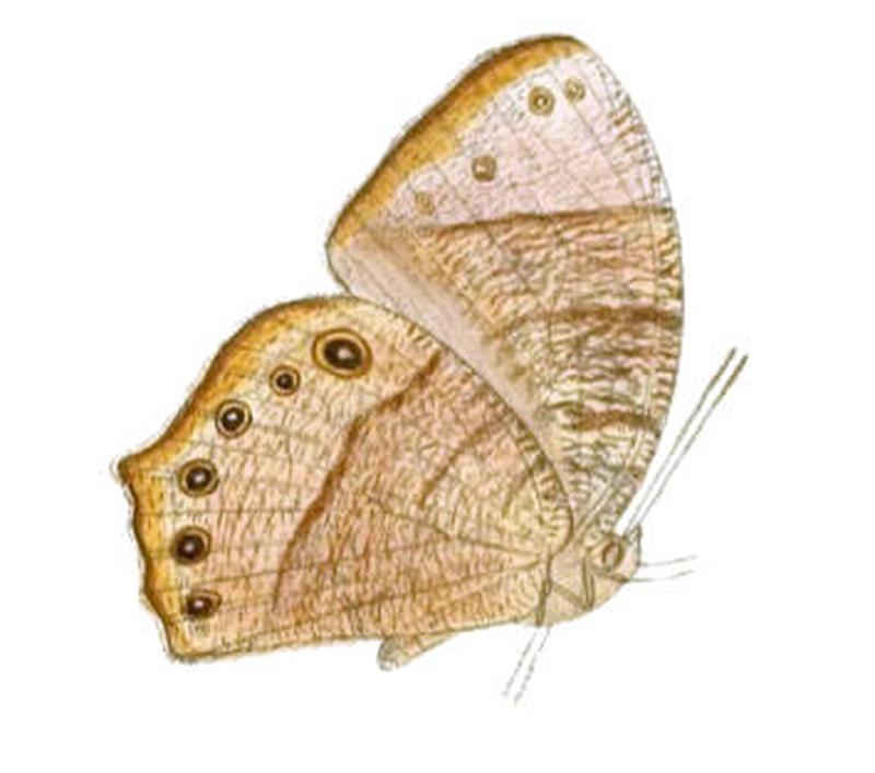 MelanitisBela126 1a