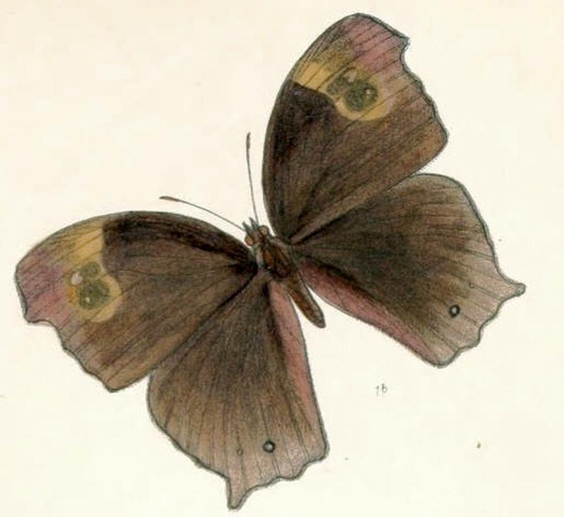 MelanitisBela126 1b