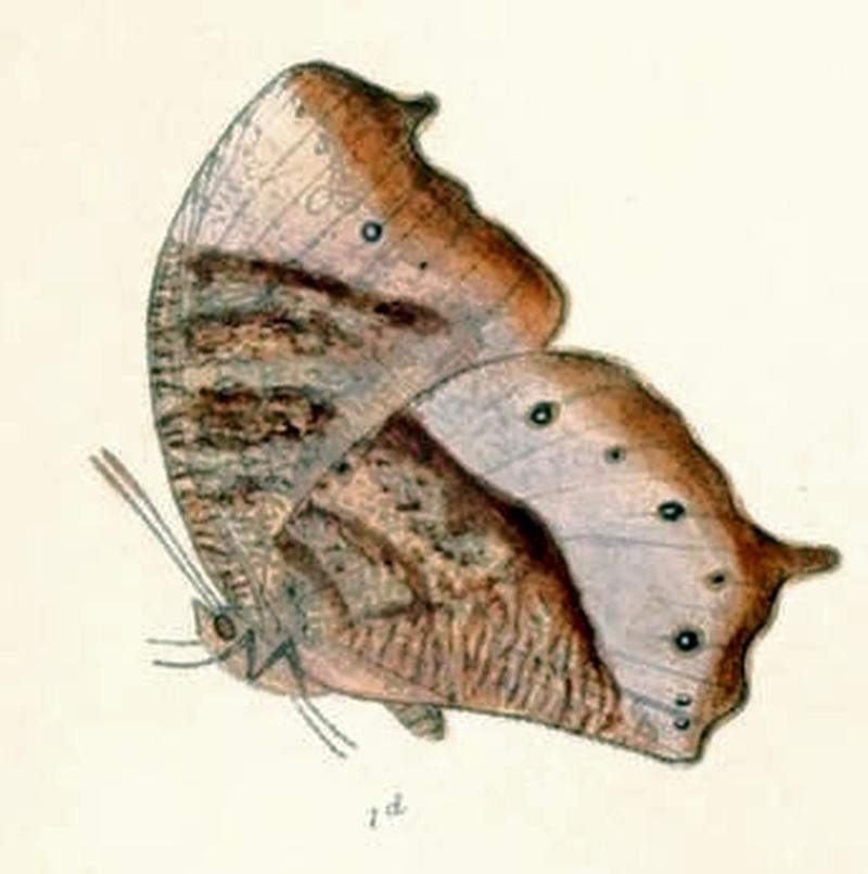 MelanitisBela126 1d