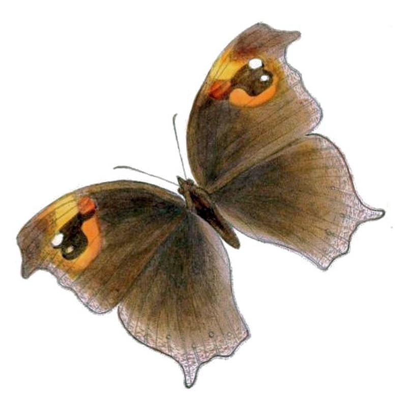 MelanitisBela126 1e
