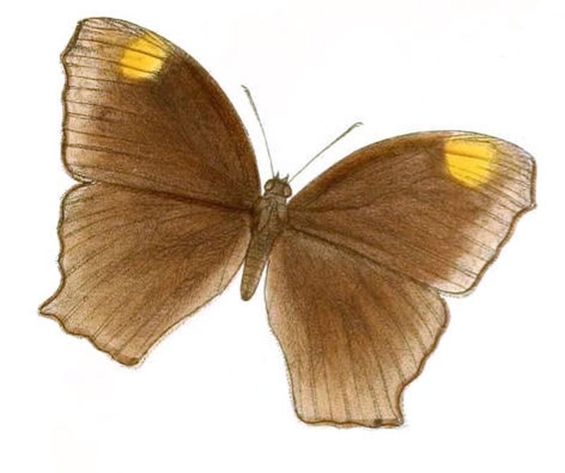 MelanitisBethami125 1