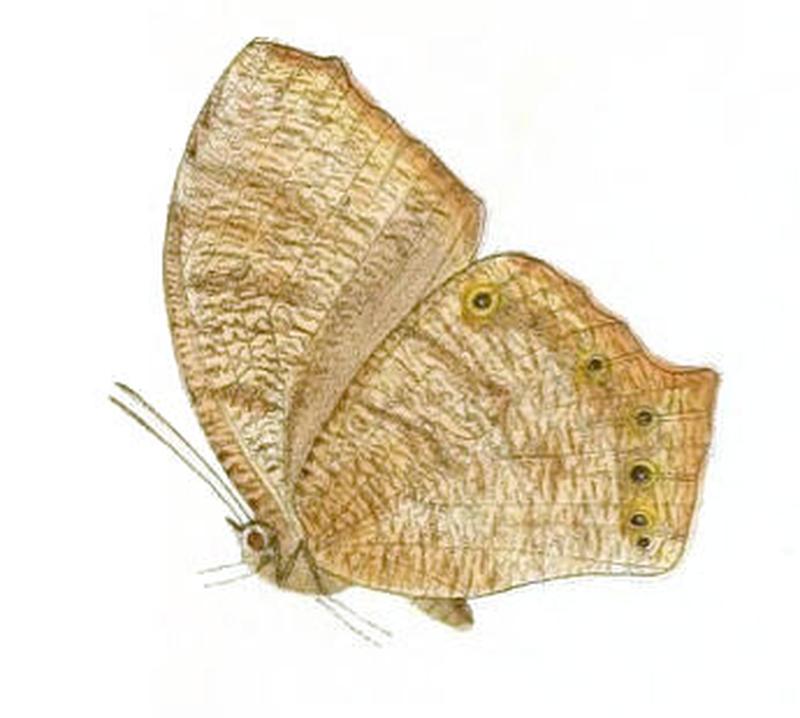 MelanitisBethami125 1a
