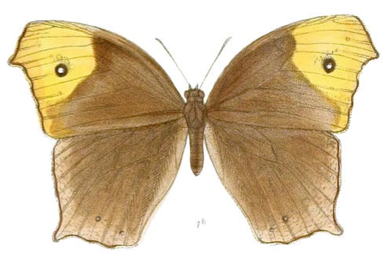 MelanitisBethami125 1b