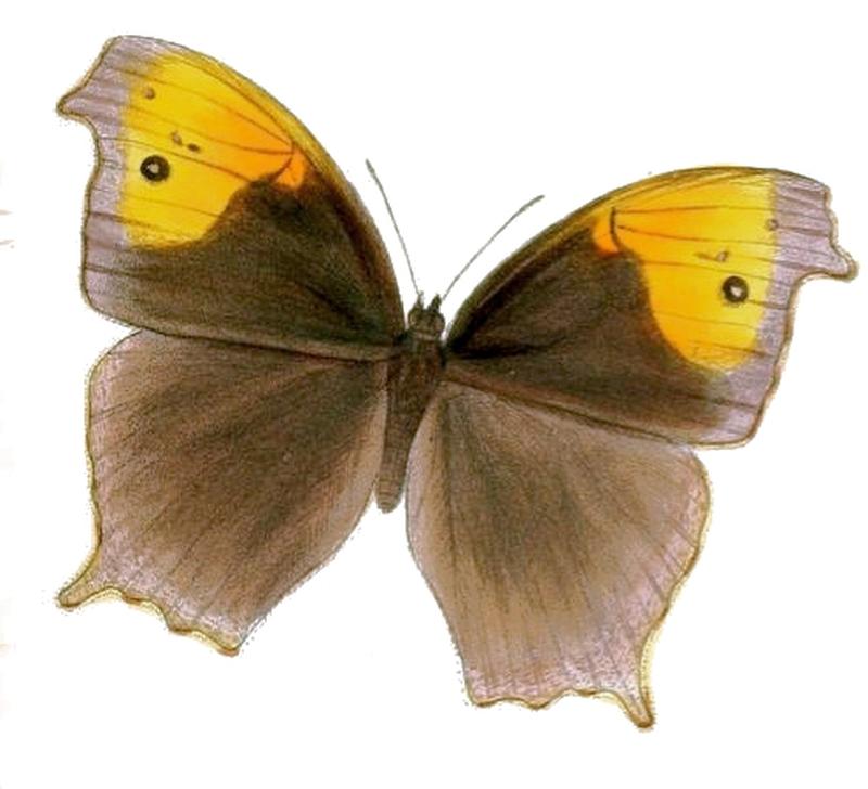 MelanitisBethami125 1c