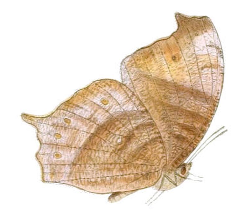 MelanitisBethami125 1d