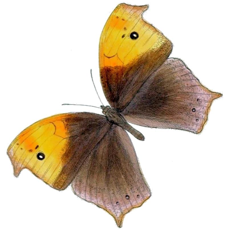 MelanitisBethami125 1e