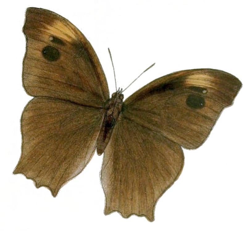 MelanitisGokala129 1