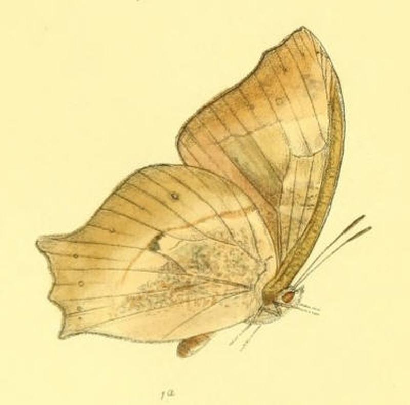 MelanitisGokala129 1a