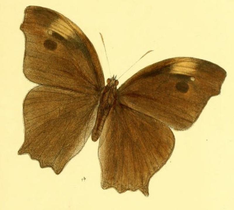 MelanitisGokala129 1b