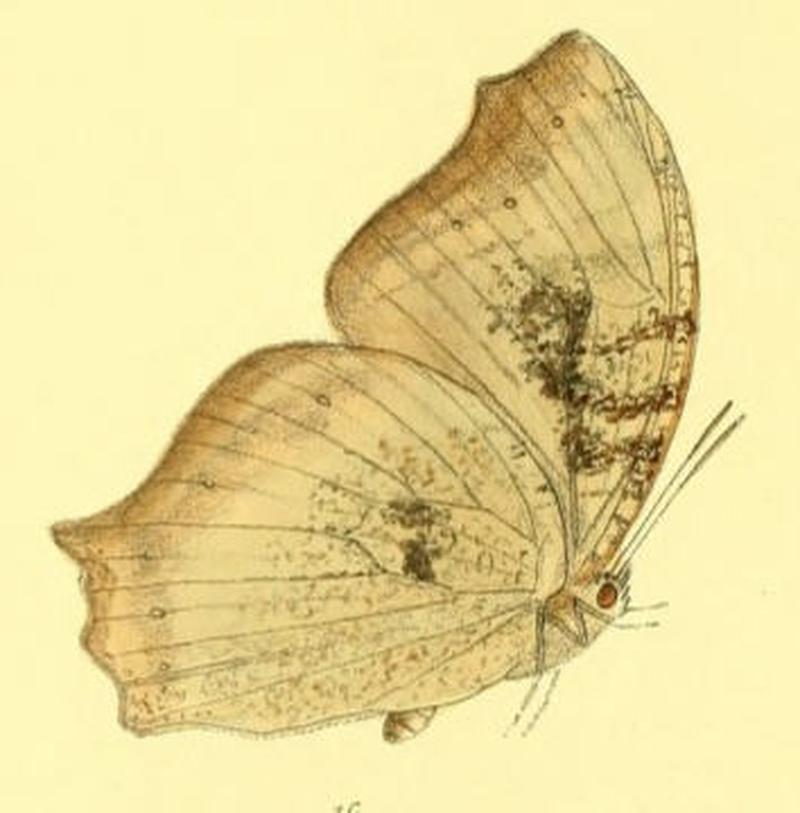 MelanitisGokala129 1c