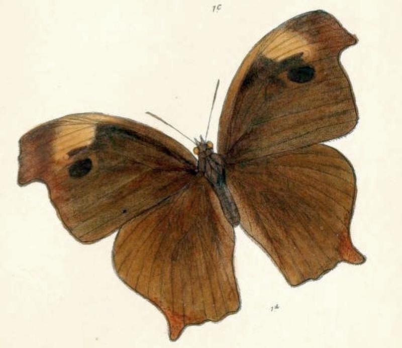 MelanitisGokala129 1d