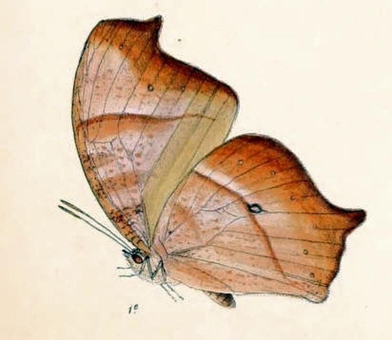 MelanitisGokala129 1e