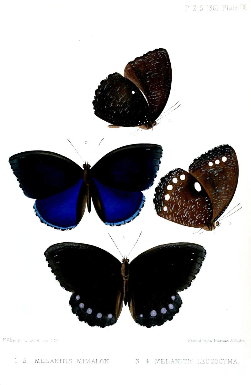 Palmfly butterflies of Sulawesi