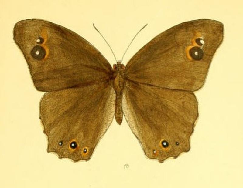 MelanitisIsmene122 1b