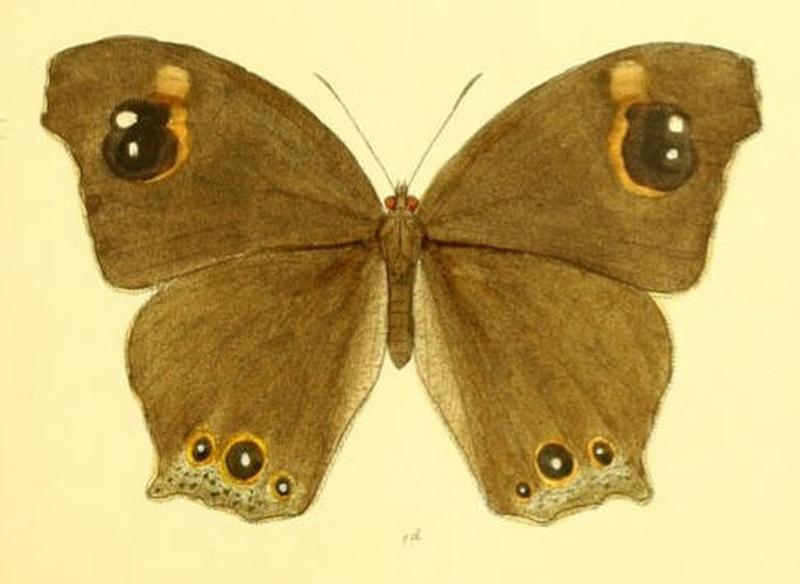 MelanitisIsmene122 1d