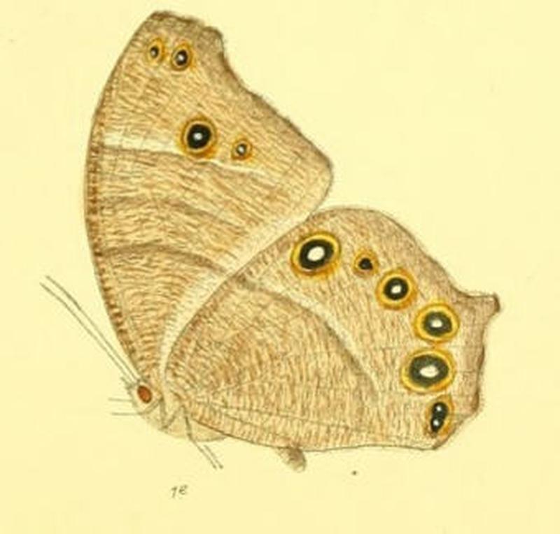 MelanitisIsmene122 1e
