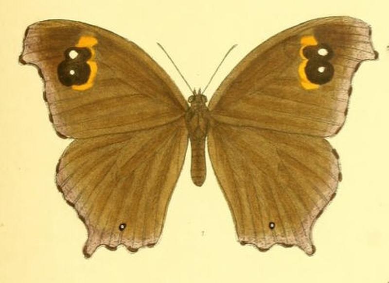 MelanitisIsmene123 1