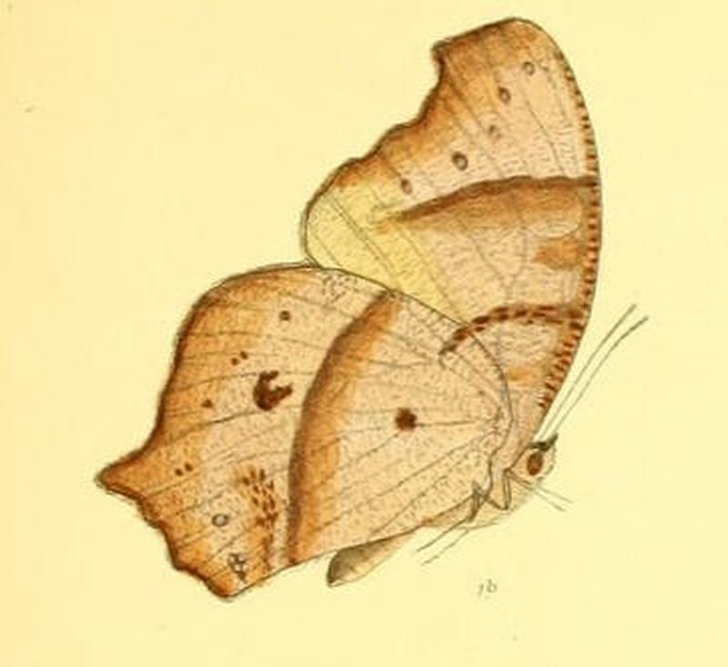 MelanitisIsmene123 1b