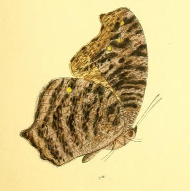 MelanitisIsmene123 1d