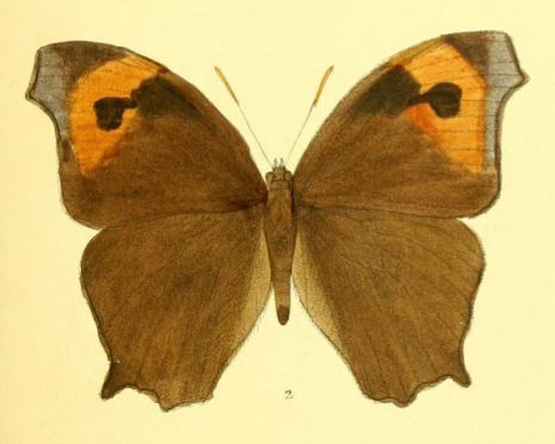 MelanitisKalinga131 2