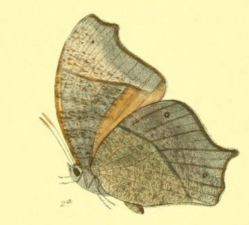 MelanitisKalinga131 2a