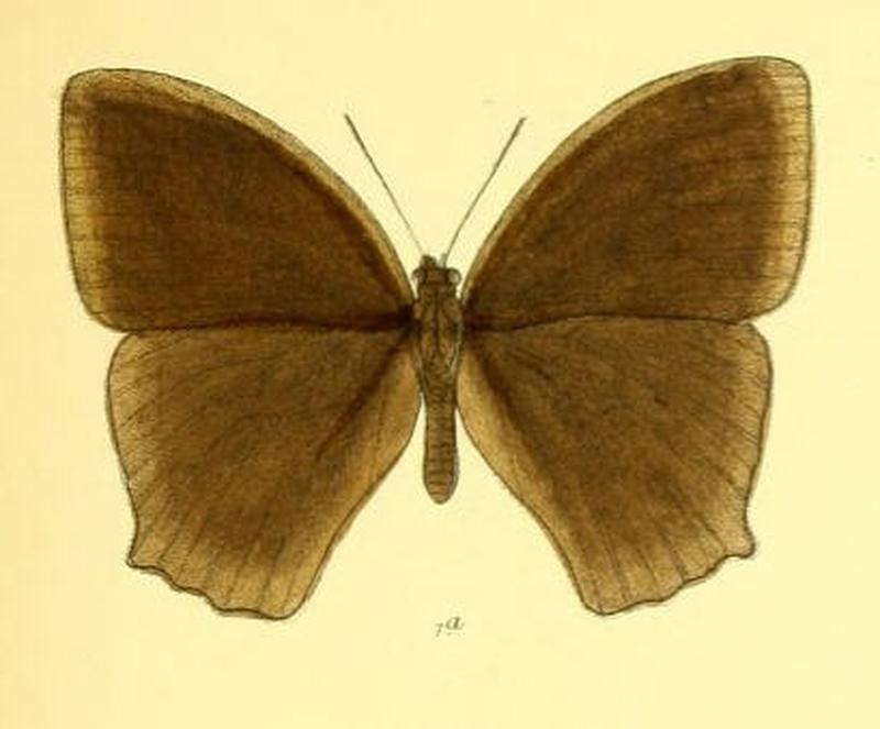 MelanitisTambra124 1a