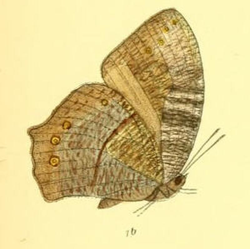 MelanitisTambra124 1b