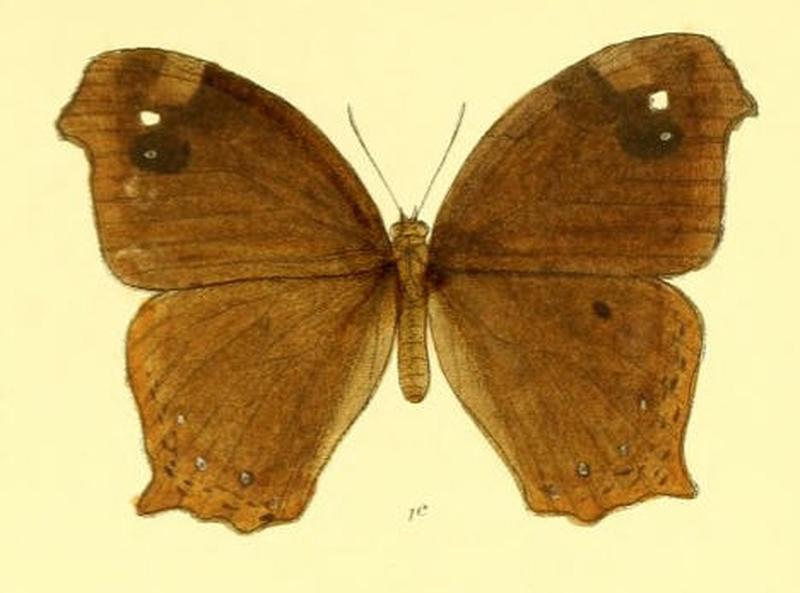 MelanitisTambra124 1c