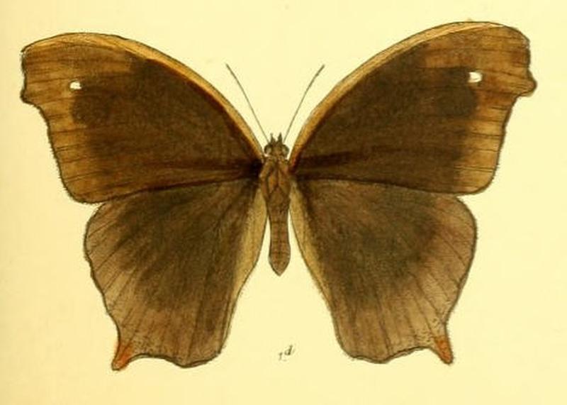 MelanitisTambra124 1d