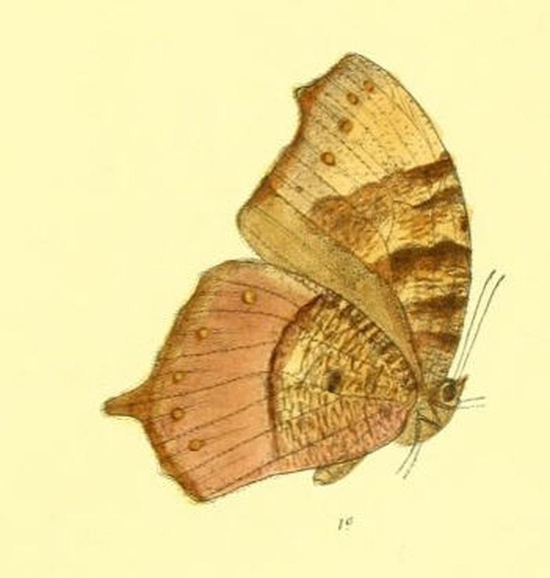 MelanitisTambra124 1e