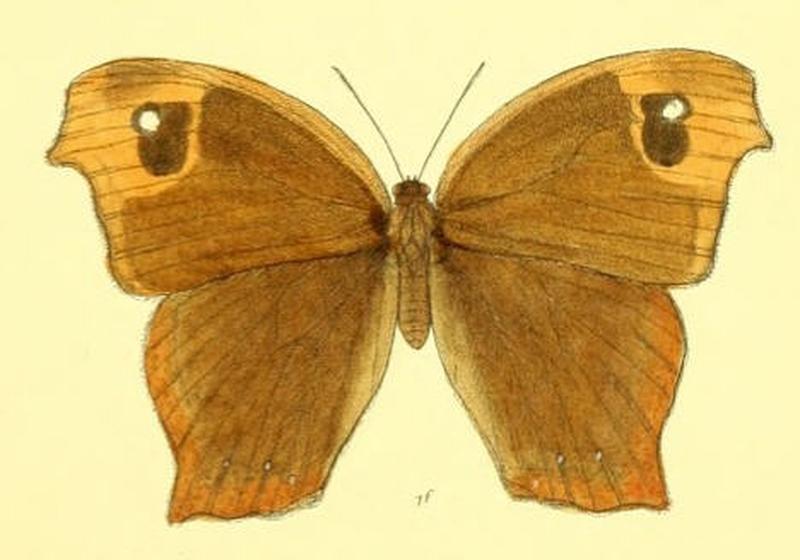 MelanitisTambra124 1f