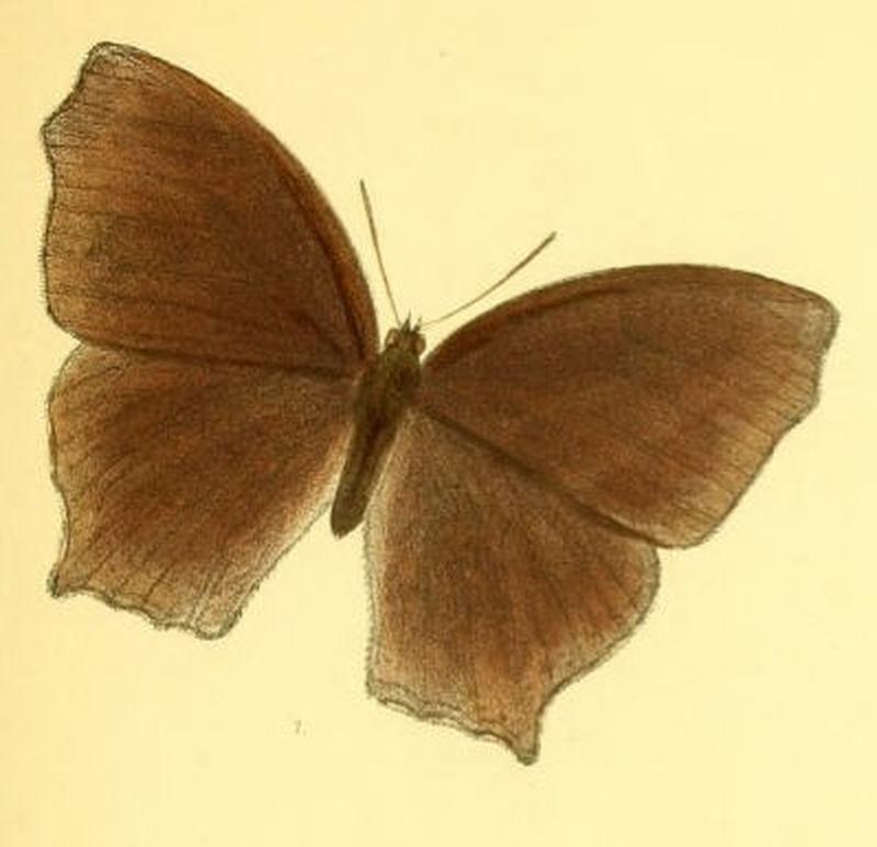MelanitisVaraha127 1