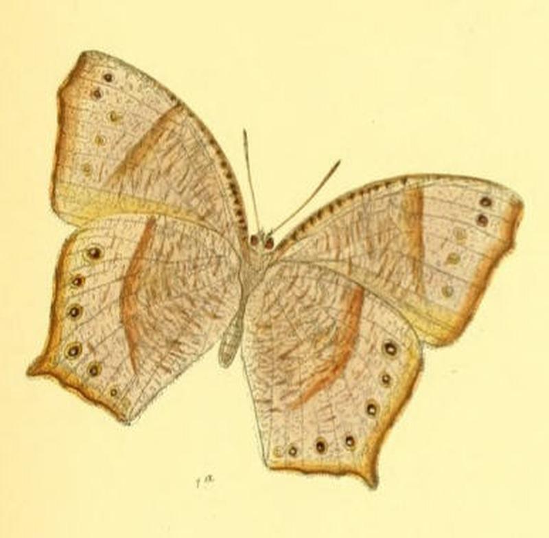 MelanitisVaraha127 1a