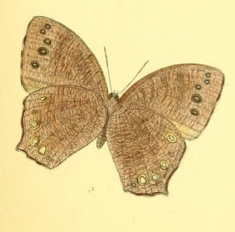 MelanitisVaraha127 1b