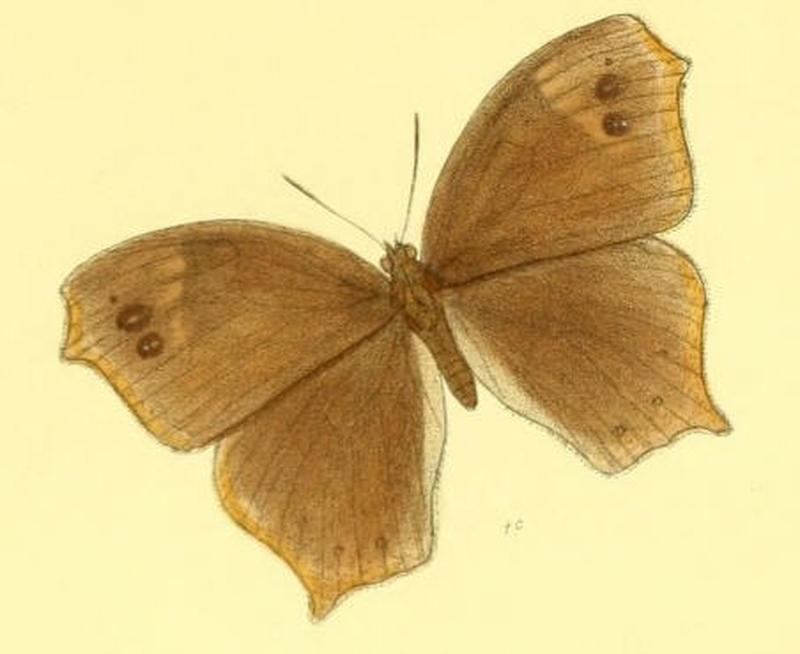MelanitisVaraha127 1c