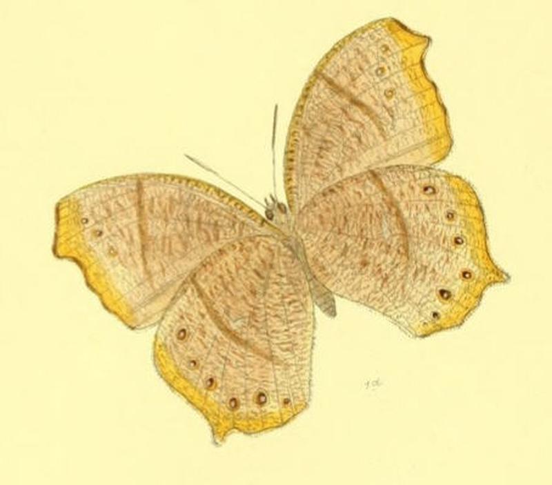 MelanitisVaraha127 1d