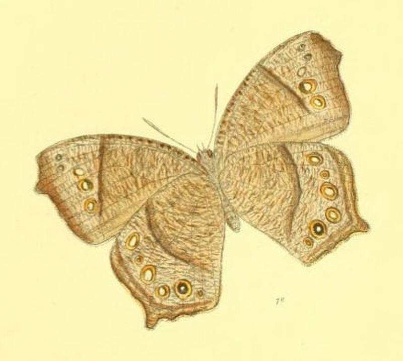 MelanitisVaraha127 1e