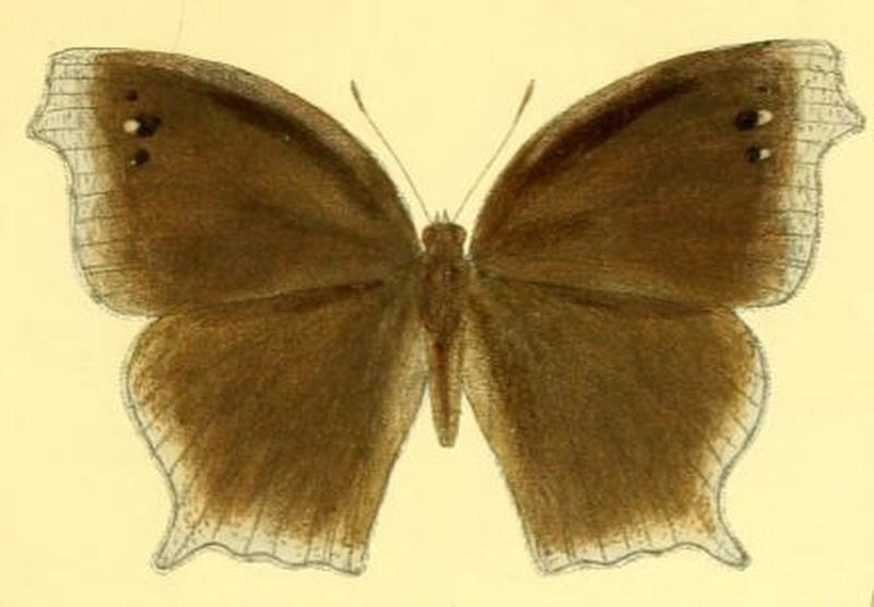 MelanitisVaraha128 1