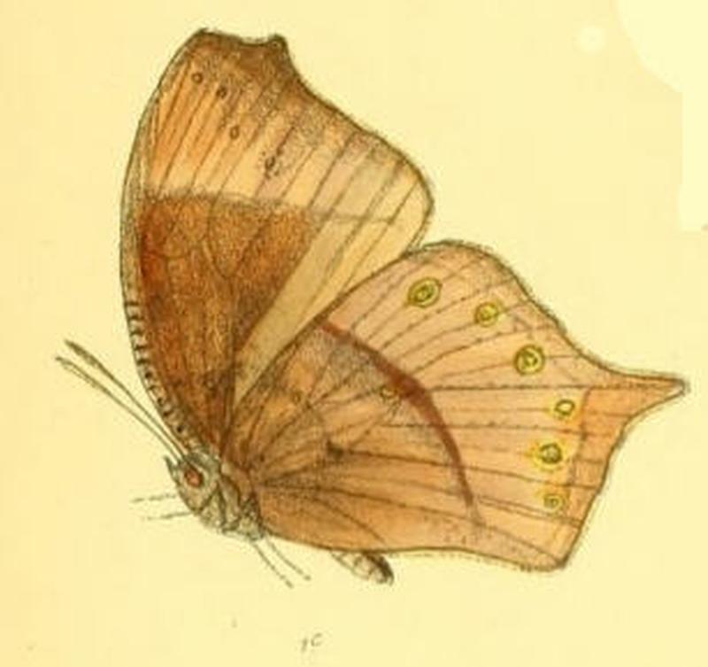MelanitisVaraha128 1c