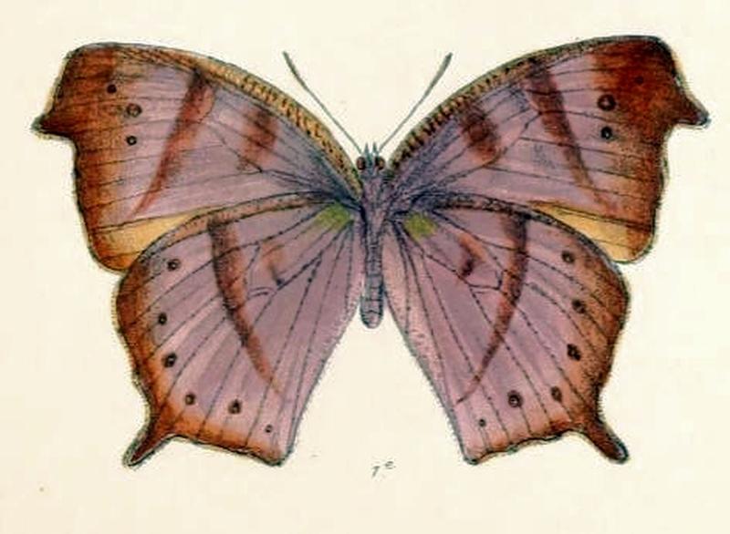 MelanitisVaraha128 1e