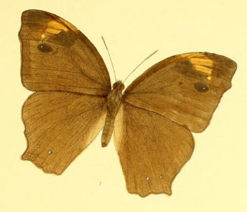 MelanitisZitenius130 1