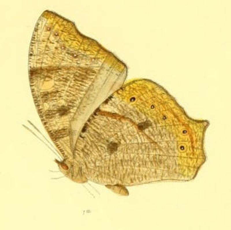 MelanitisZitenius130 1a